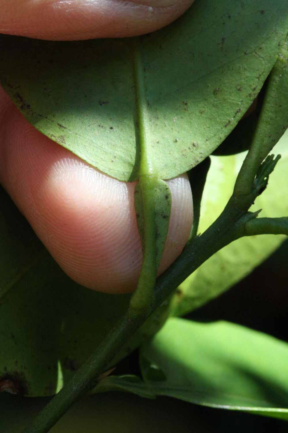              Petiole (Riverside, CA)       